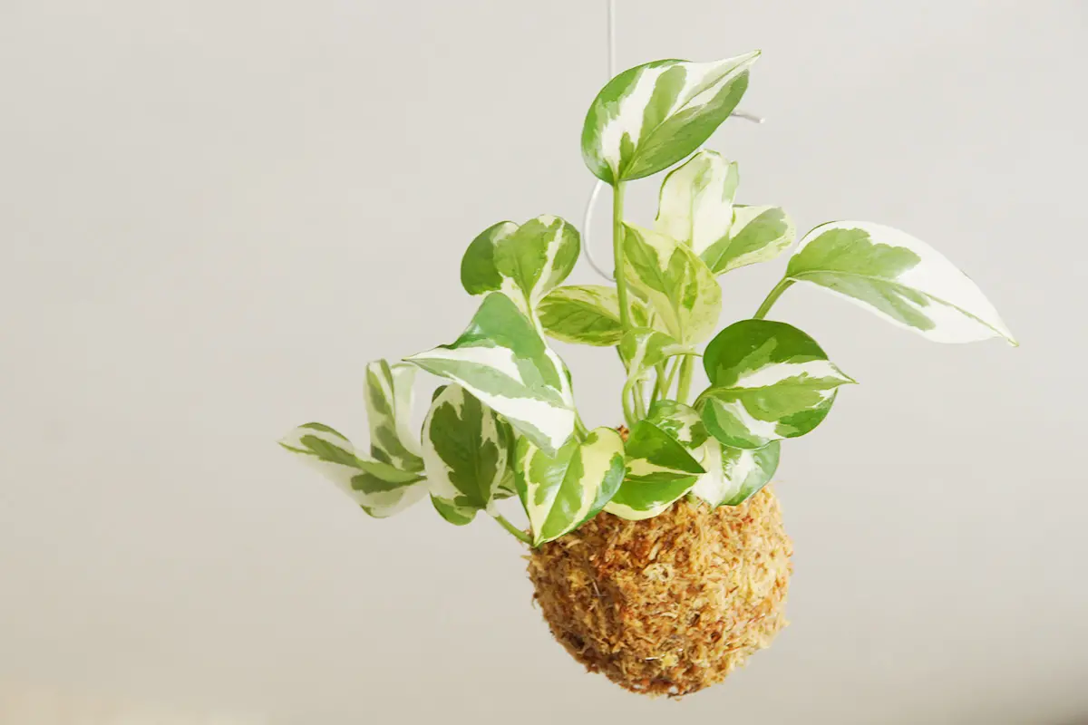 苔玉 ポトス・エンジョイ